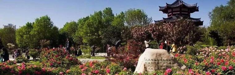 洛阳花会（千姿百态）