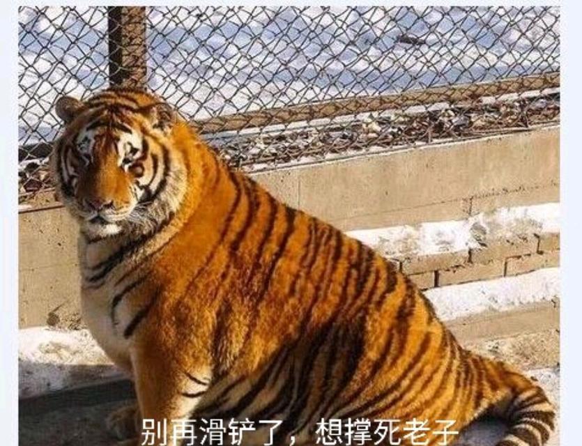 遇到老虎如何逃生（老虎威胁下的生存技巧）
