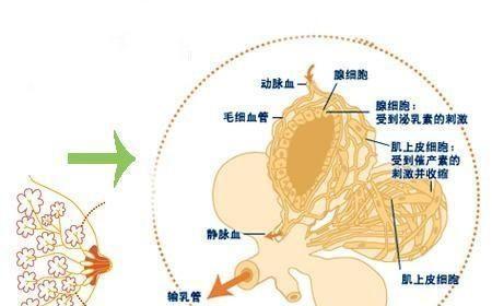 母乳的产生过程（了解母乳的形成和作用）