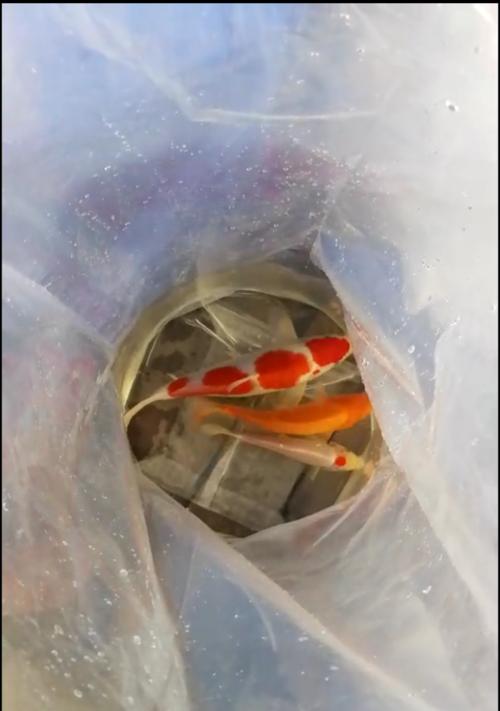 如何让新买的鱼平稳过水（细心照顾）