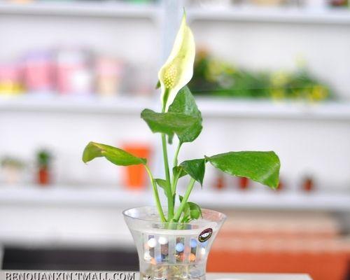 水中生长的植物（了解水培植物养殖的秘密和多样化选择）