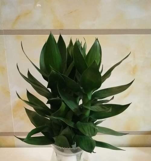水中生长的植物（了解水培植物养殖的秘密和多样化选择）