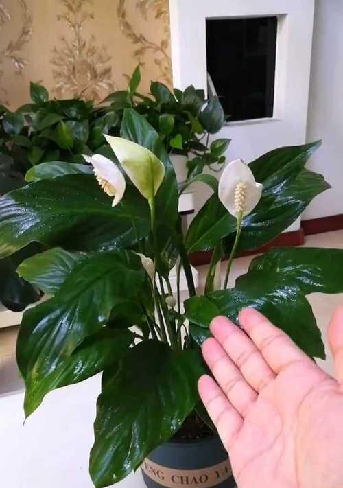 一帆风顺花的养护秘籍（打造美丽花园的关键技巧）