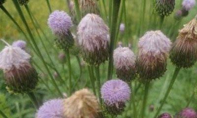 蒲公英的神奇功效（探秘蒲公英的保健奇迹）