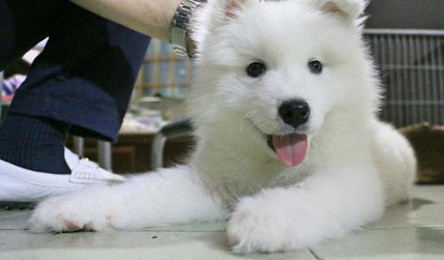 探讨萨摩犬纯不纯种的标准与意义（揭开萨摩犬纯种争议的真相与价值评估）