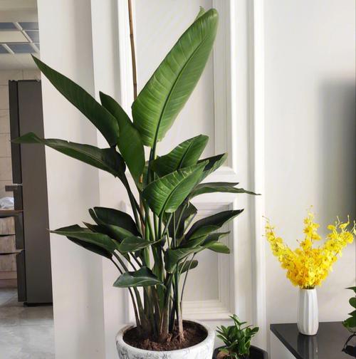 如何养护天堂鸟植物（关键步骤和技巧助您打造繁花盛放的天堂鸟植物）