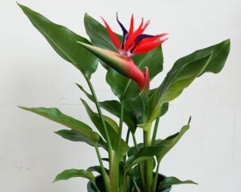 如何养护天堂鸟植物（关键步骤和技巧助您打造繁花盛放的天堂鸟植物）