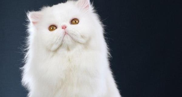 探索猫咪的各类品种（从短毛到长毛）
