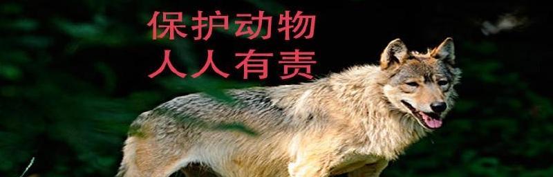 灭绝的动物有哪些？它们为何会消失？