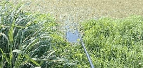 水草多的水域垂钓技巧是什么？如何应对水草多的水域垂钓难题？