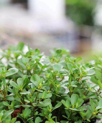 海边长寿菜怎么吃最健康？有哪些创意吃法？