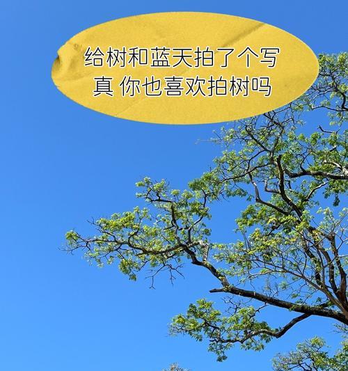 苹果手机拍摄树木技巧有哪些？如何拍出树木的细节？