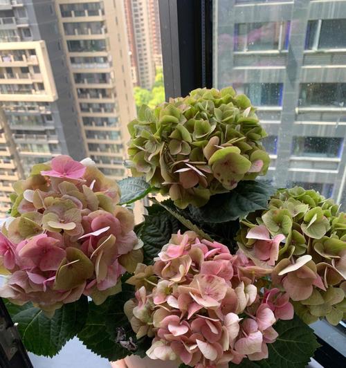 手机拍照出现泛绿现象如何调整？调整后效果如何？