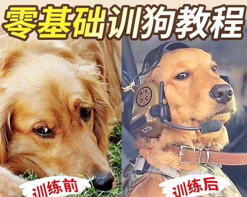 怎么训狗坐电瓶车的人？需要哪些训练技巧？