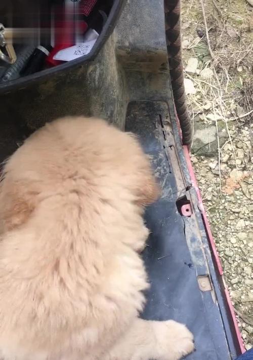 怎么训狗坐电瓶车的人？需要哪些训练技巧？